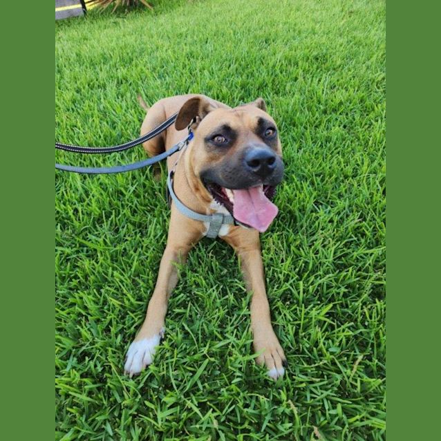 Photo of Biggie   2 Year Old American Staffy (Trial)