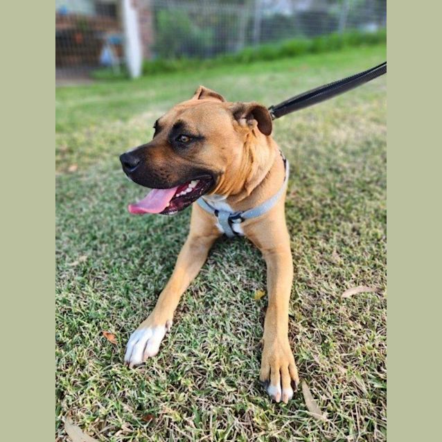 Photo of Biggie   2 Year Old American Staffy (Trial)