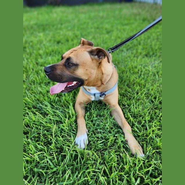 Photo of Biggie   2 Year Old American Staffy (Trial)