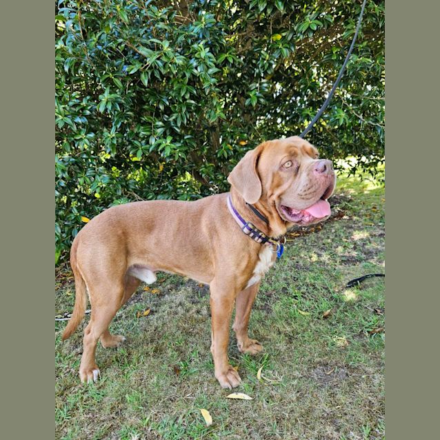 Photo of Norman   1 Year Old French Mastiff (Trial)