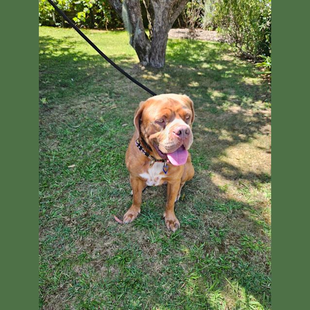 Photo of Norman   1 Year Old French Mastiff (Trial)