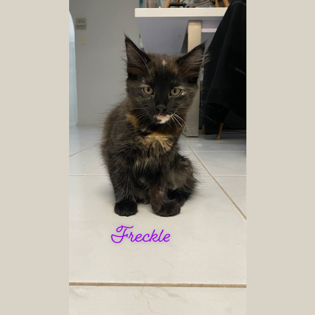 Photo of Freckle