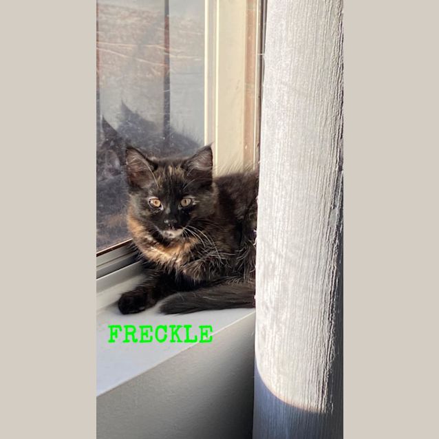Photo of Freckle