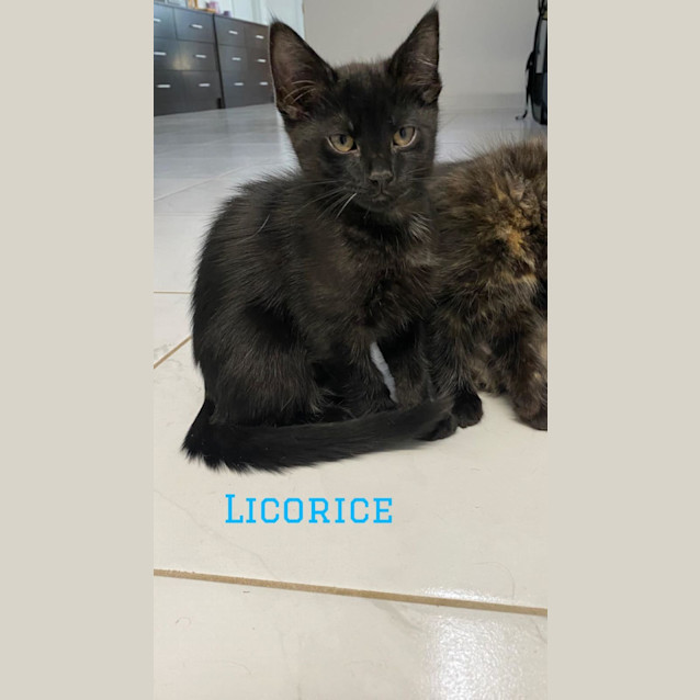 Photo of Licorice