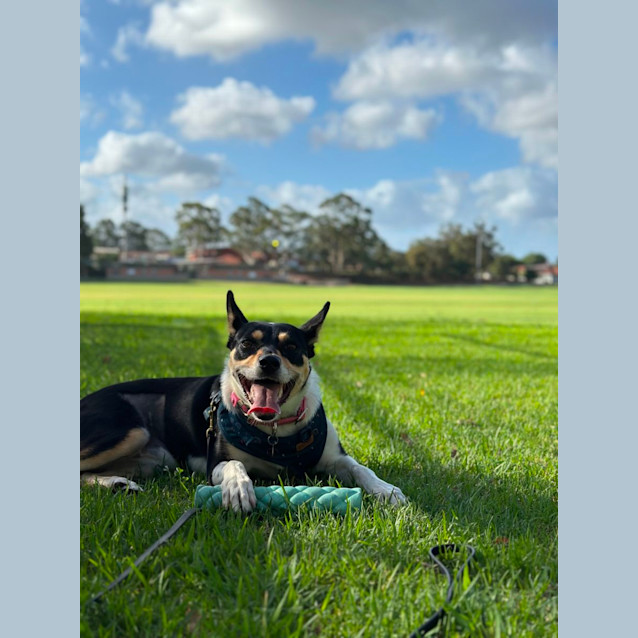 Photo of Samba
