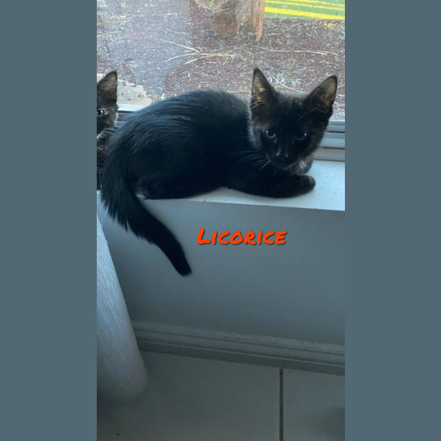 Photo of Licorice