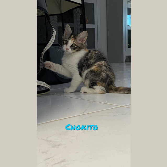 Photo of Chokito