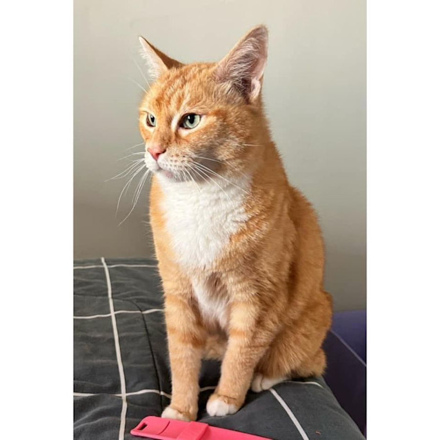 Photo of 10334   Diego