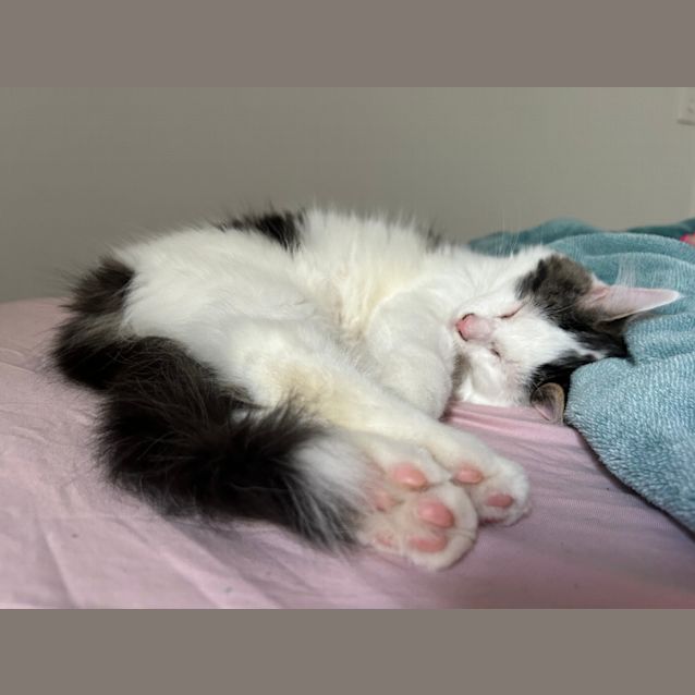 Photo of Hugo