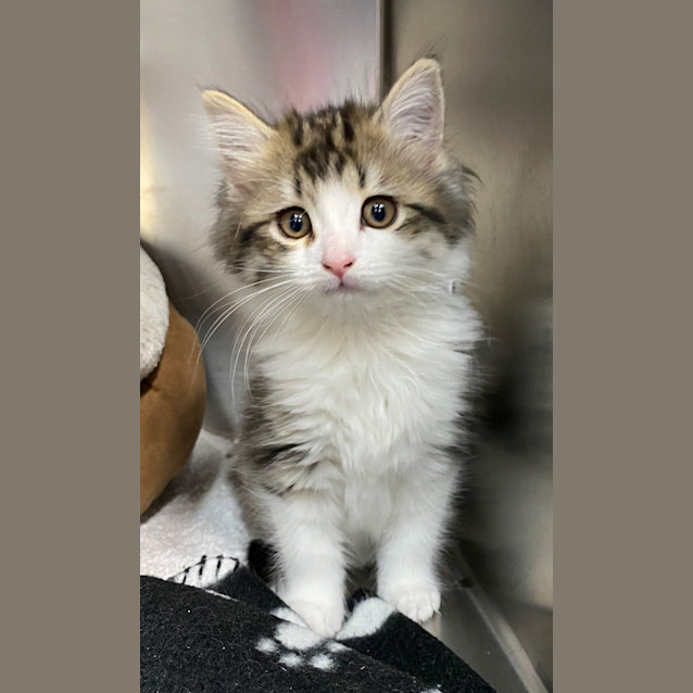 Photo of Rebel