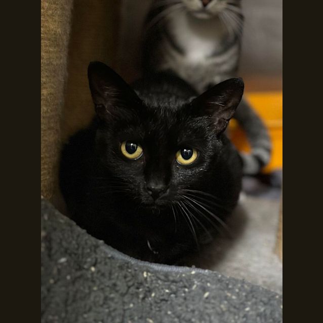 Photo of Onyx