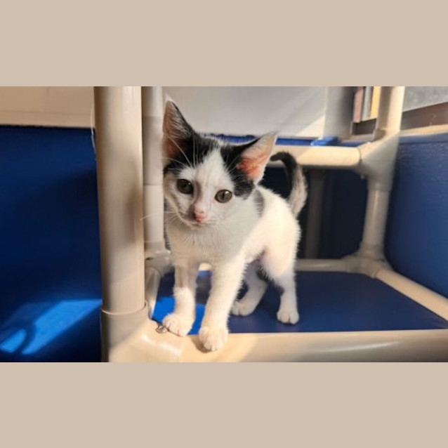 Photo of Pipi