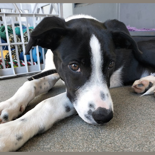 Photo of D940 Norman