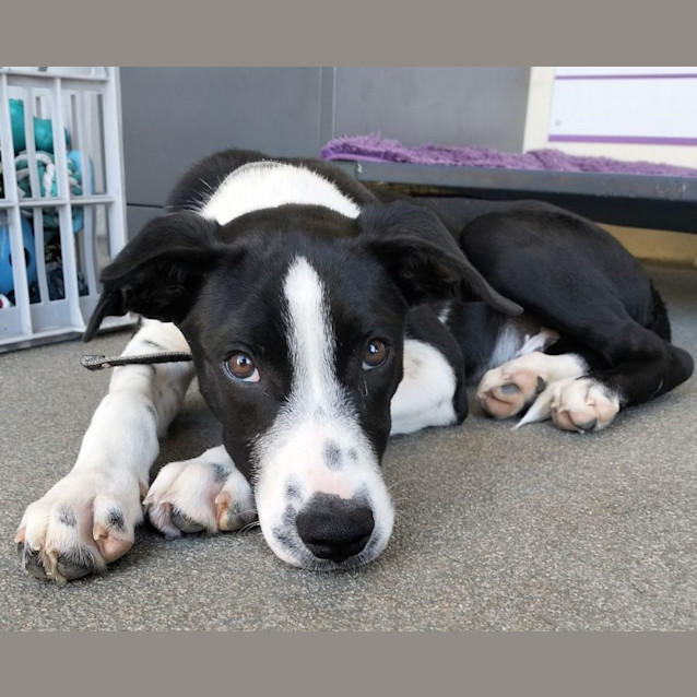 Photo of D940 Norman