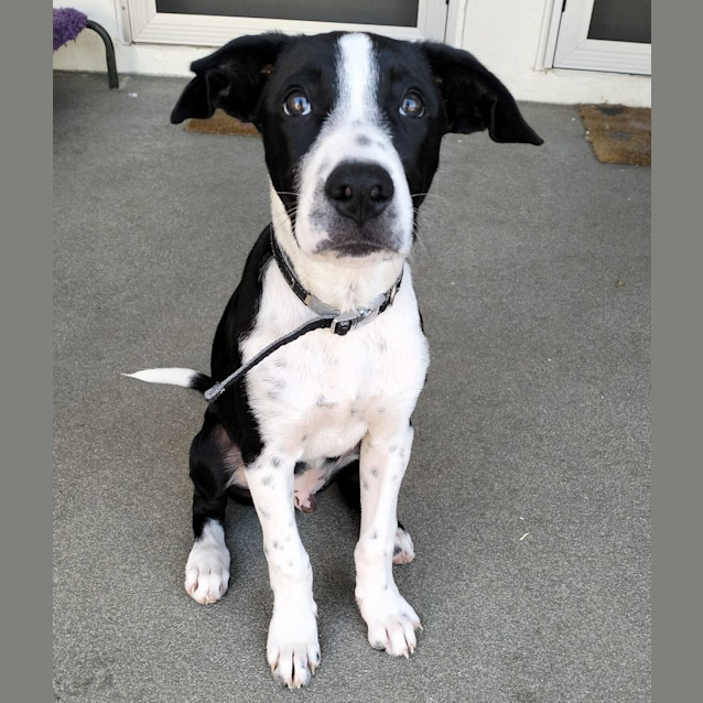 Photo of D940 Norman