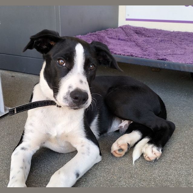 Photo of D940 Norman