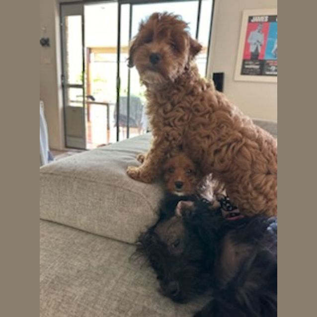 Photo of Freddy Fazbear