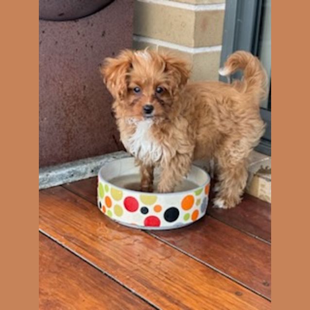 Photo of Freddy Fazbear