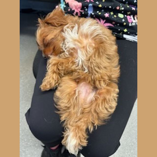 Photo of Freddy Fazbear