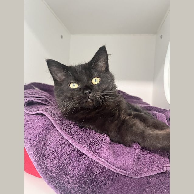 Photo of Nala