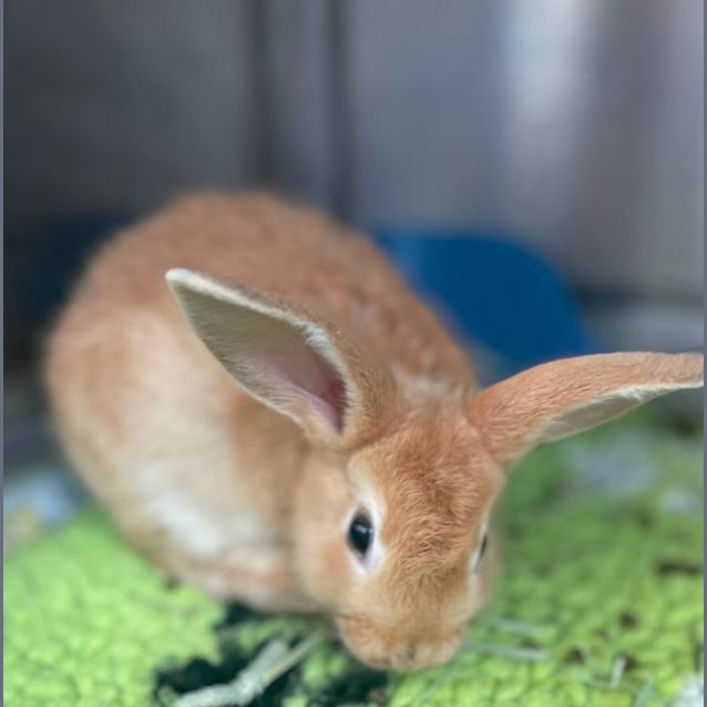 Photo of Honey