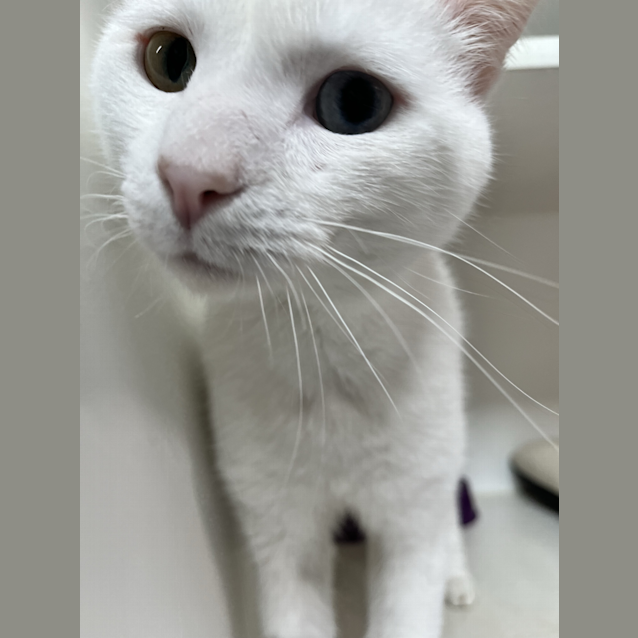 Photo of Marshmellow