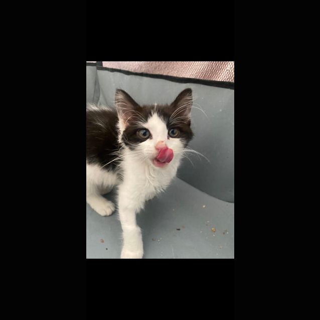 Photo of Shirley   Located In Kew