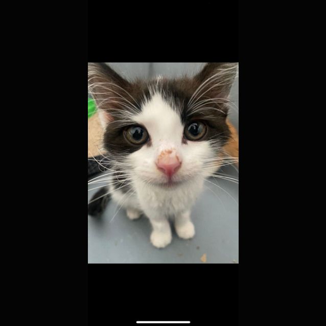 Photo of Shirley   Located In Kew