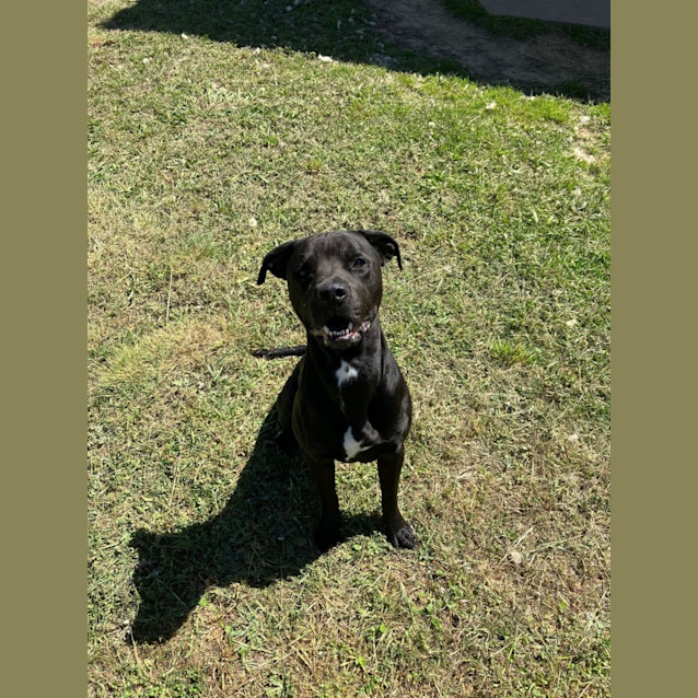 Photo of Digger