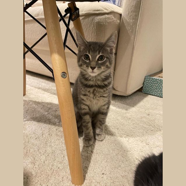 Photo of Smokey 
