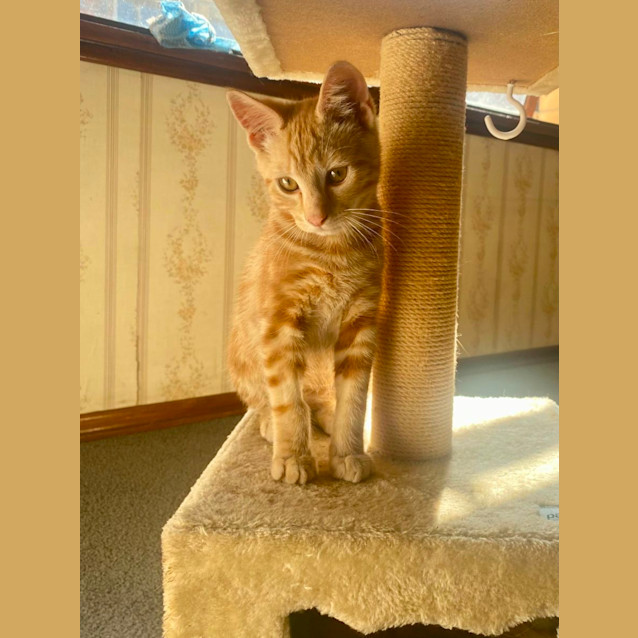 Photo of Kringle