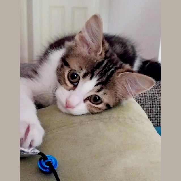 Photo of Francis