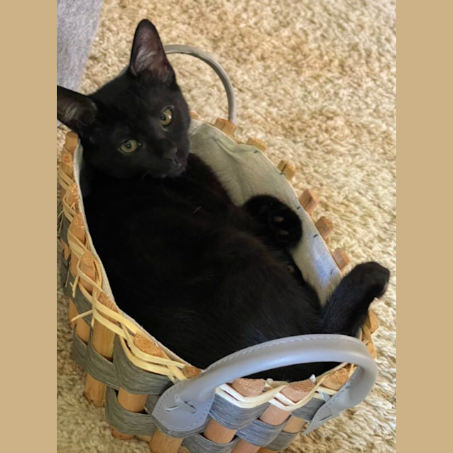 Photo of Smokey And Kobe