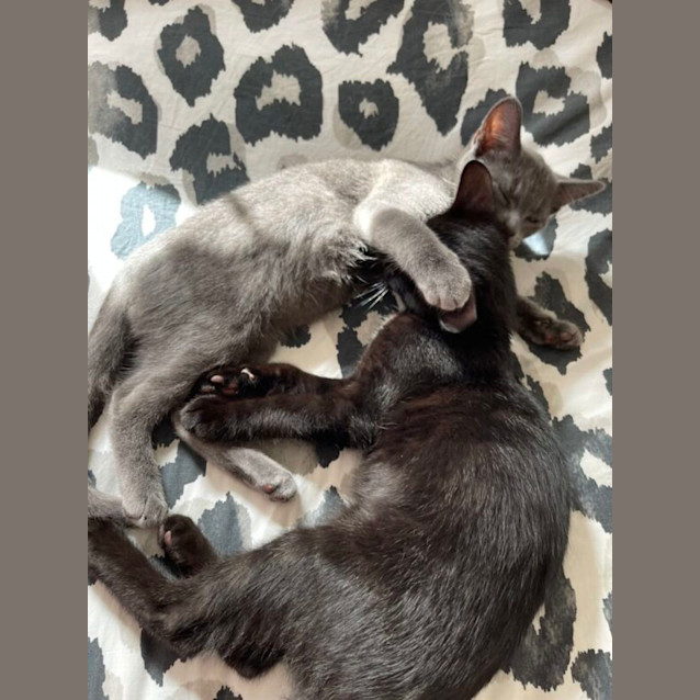 Photo of Smokey And Kobe