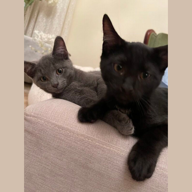 Photo of Smokey And Kobe