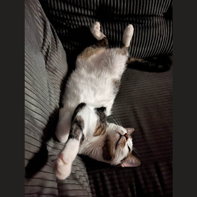 Photo of Zander