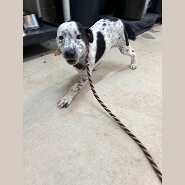Photo of Benji