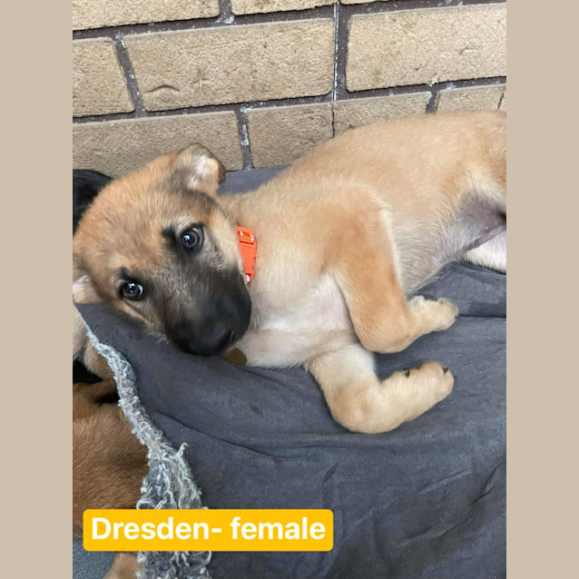 Photo of Dresden