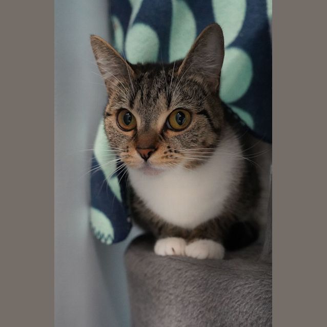 Photo of Kitten