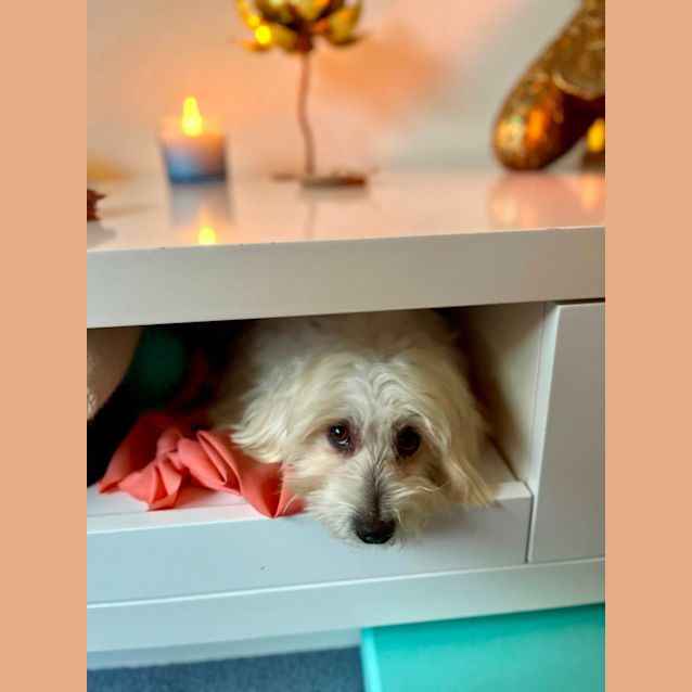 Photo of Kramer   Moodle