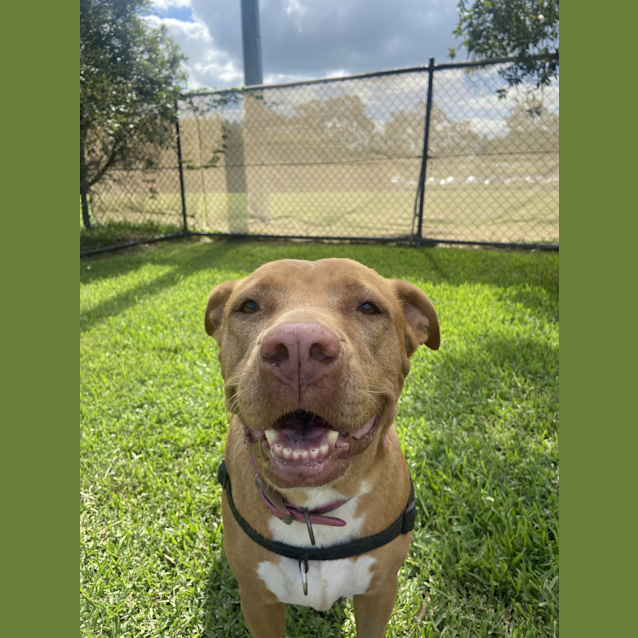 Photo of Shelby