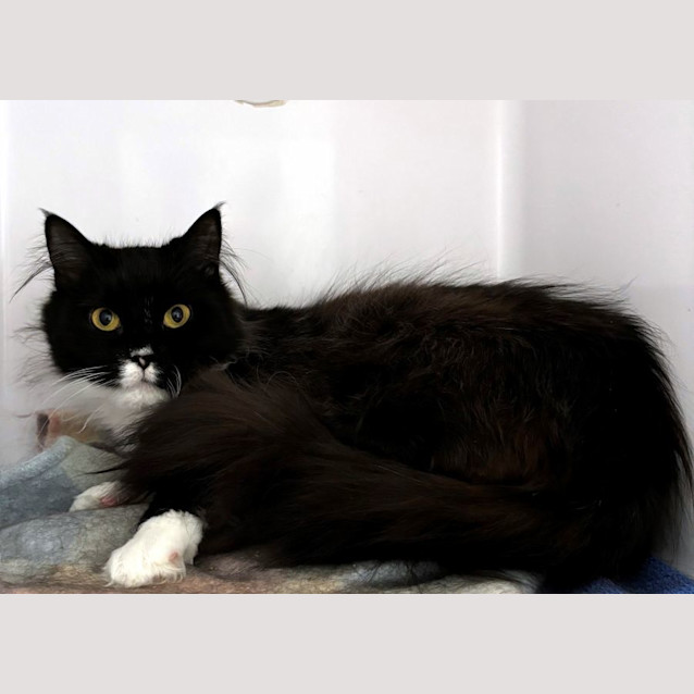 Photo of Peaches Sua011913