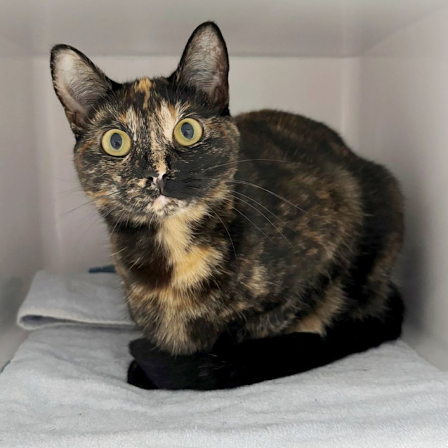 Photo of Cleo Rsuk011340