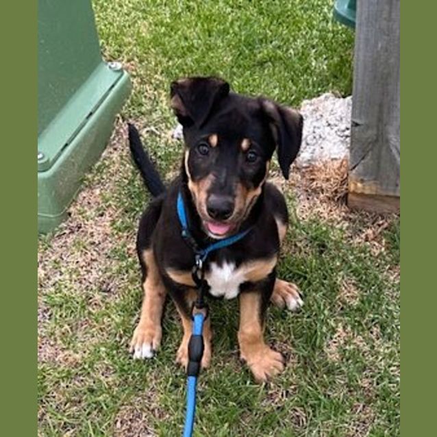 Photo of Sprout 4 Month Old Kelpie X, Male