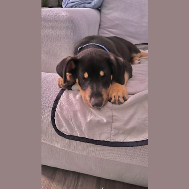 Photo of Sprout 4 Month Old Kelpie X, Male