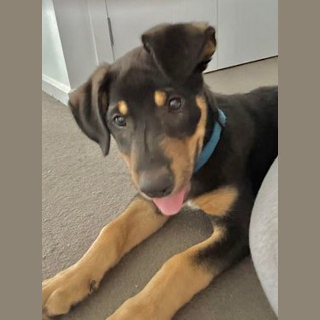 Photo of Sprout 4 Month Old Kelpie X, Male