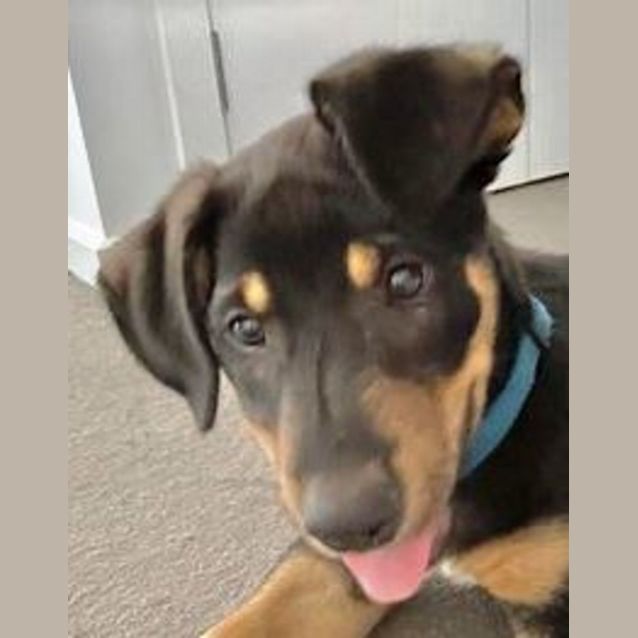 Photo of Sprout 4 Month Old Kelpie X, Male