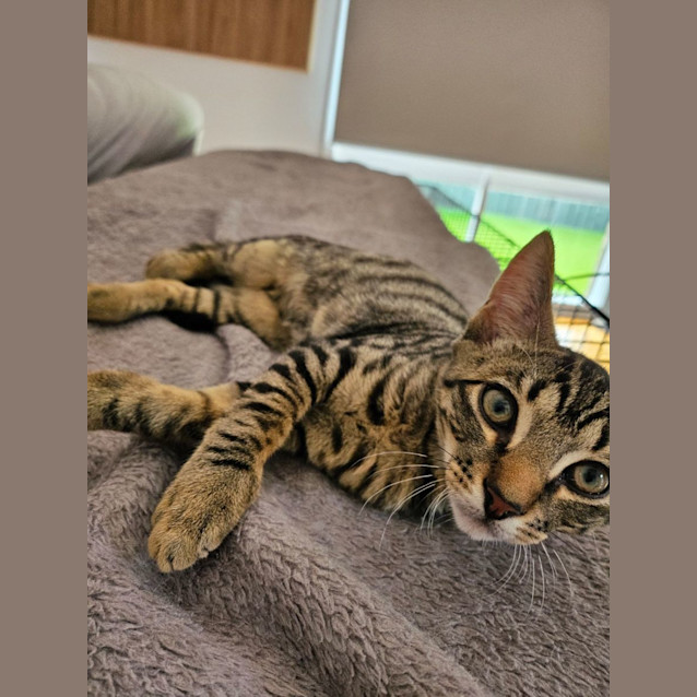 Photo of Cayenne