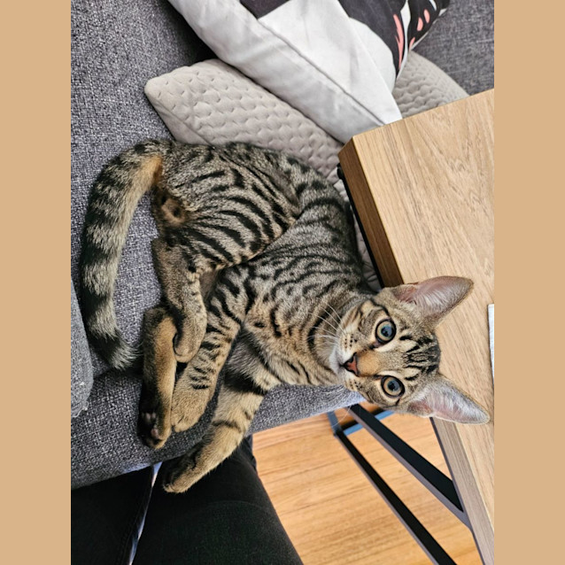 Photo of Cayenne