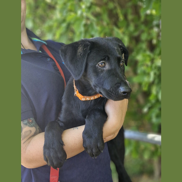 Photo of Koda